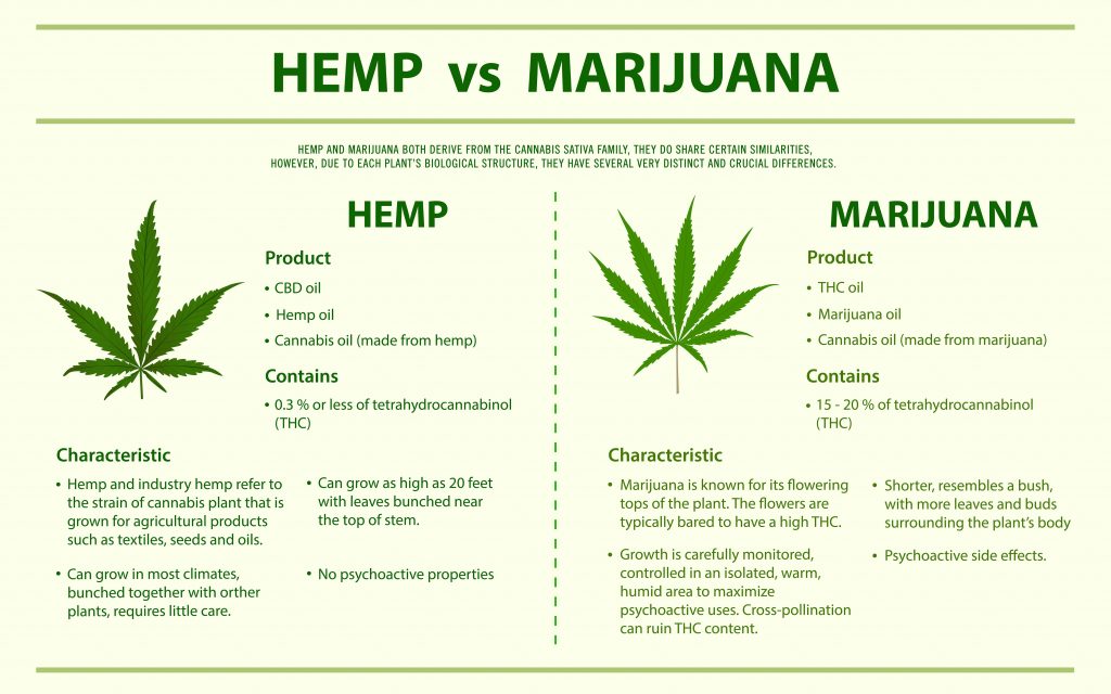 This image describes the disgusting differences between the Hemp plant and the Marijuana plant.