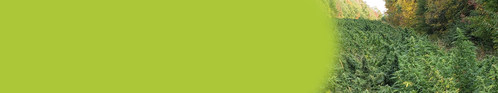 Luxury Concierge Service for Pagosa Springs Homes